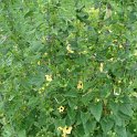 Thunbergia alata 'Susane jaune'
